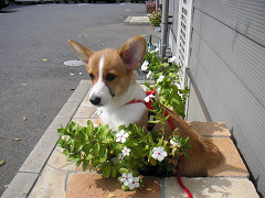 Resize of PICT0804_thumb.jpg